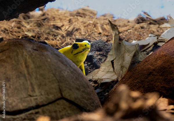 Obraz Golden Dart Frog