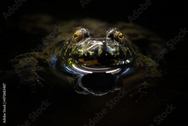 Obraz Fire Bellied Toad