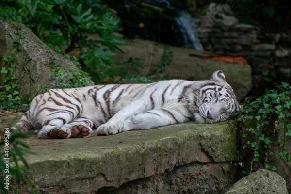 Obraz Bakhchi Zahèr Zoo Beauval