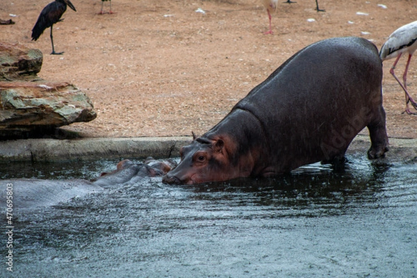 Obraz Bakhchi Zahèr Zoo Beauval