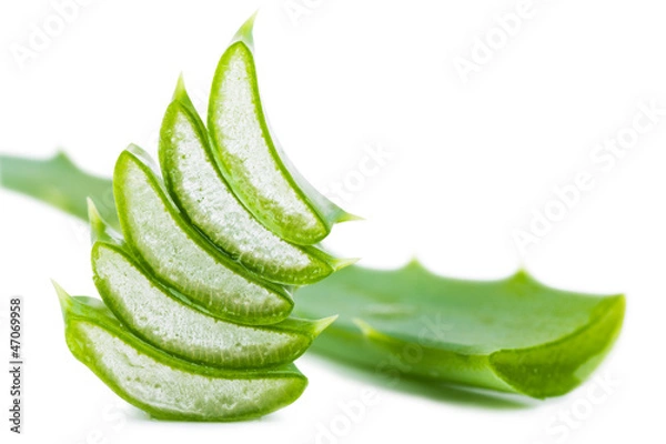 Obraz Aloe leaf