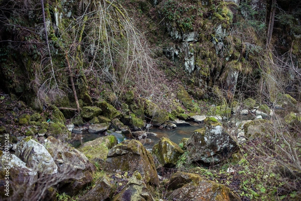 Fototapeta stream in the forest