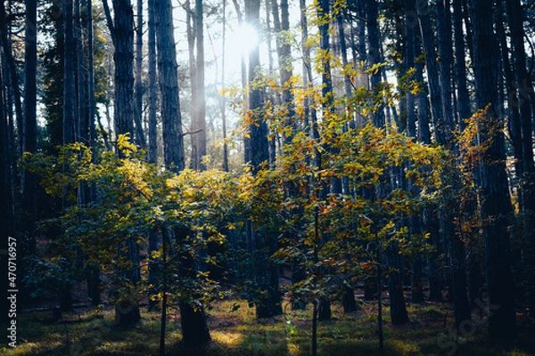 Obraz Autumn in the forest