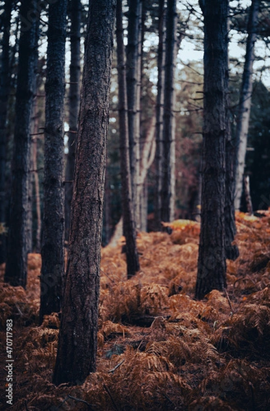 Obraz pine forest in autumn