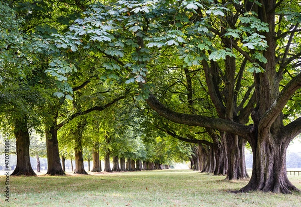 Obraz Trees in the park  coombe abbey 