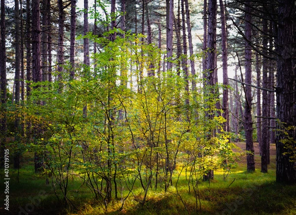 Obraz autumn in the pine forest 