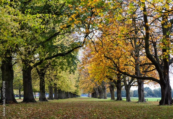 Obraz autumn trees in the  park