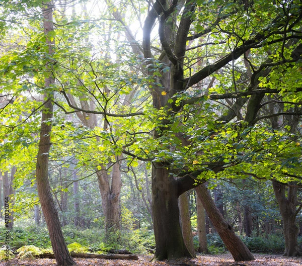 Obraz trees in the park