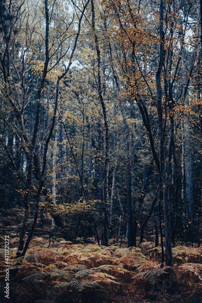 Obraz autumn in the forest