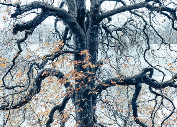 Obraz autumn tree branches 
