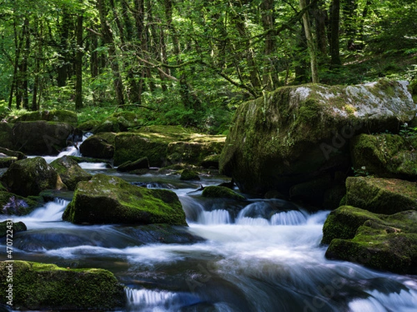 Obraz waterfall in the forest