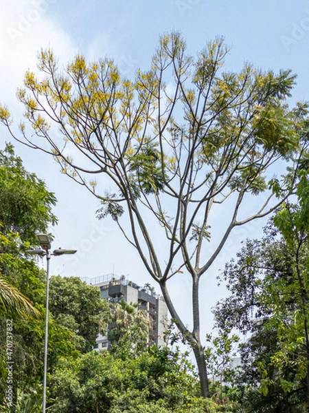 Fototapeta Schizolobium parahyba called Guapuruvu against sky in urban park. Guapuruvu means canoe-making trunk. Tree used in reforestation and for the construction of artisanal canoes on the Brazilian coast.