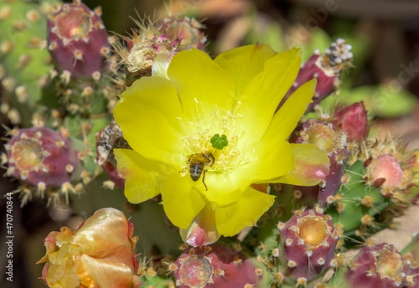 Obraz Bee in Cactus Flower