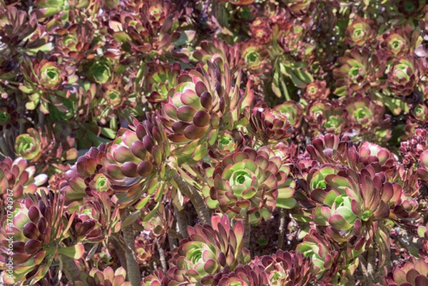 Obraz Scrumptiously Succulent