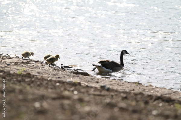 Obraz Taking a swim with mom