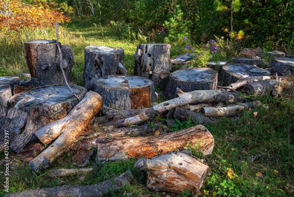 Obraz chopped trees and stumps in forest