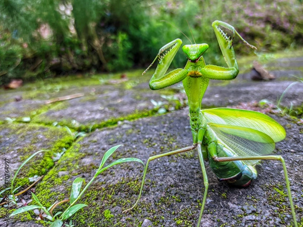 Obraz praying mantis in the garden