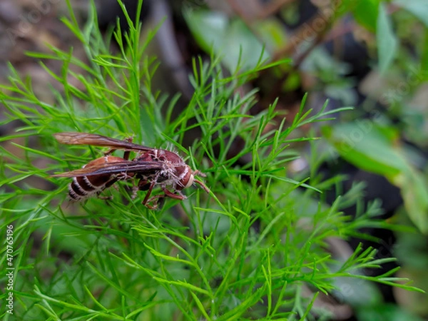 Obraz bees (wasps) on the leaves.