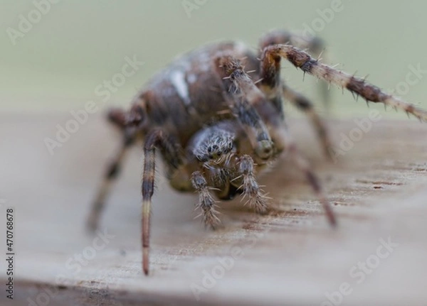 Obraz spider missing a leg