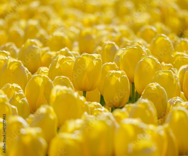 Obraz チューリップ