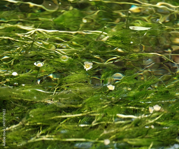 Fototapeta 梅花藻