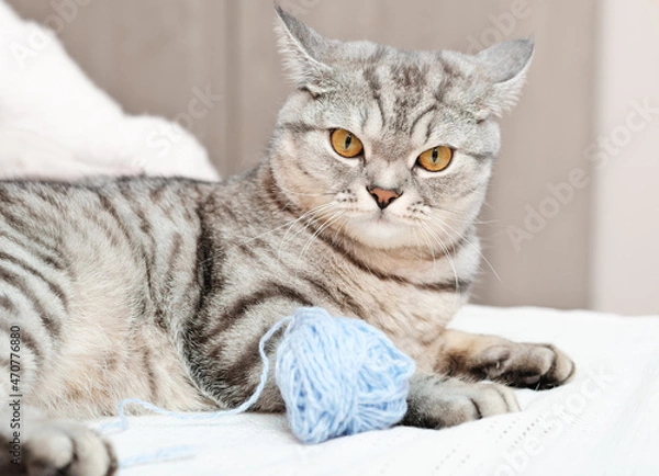 Fototapeta angry tabby cat lying on a bed next to a ball of yarn. grumpy grey kitten.