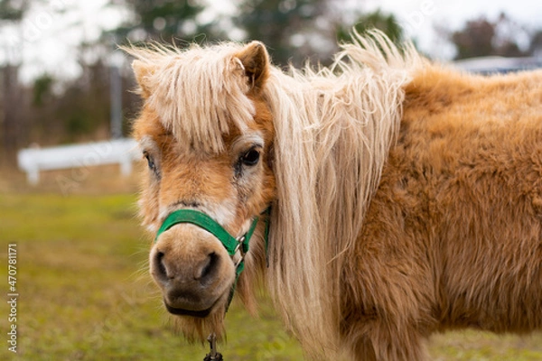 Obraz Profile of a horse on the ranch