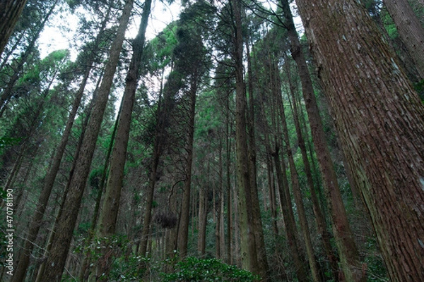 Obraz Dense and thick, creepy trees