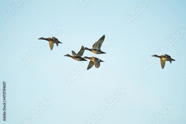 Obraz Flock of ducks flying in front of a blue sky