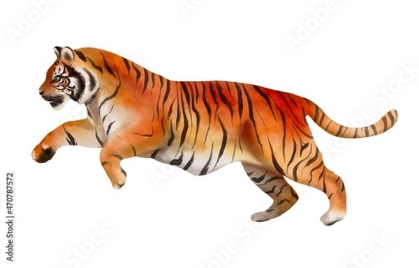 Fototapeta Realistic tiger isolated on white. Watercolor animal illustration