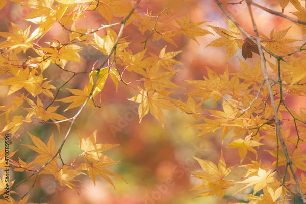 Obraz 輝く黄色いもみじ