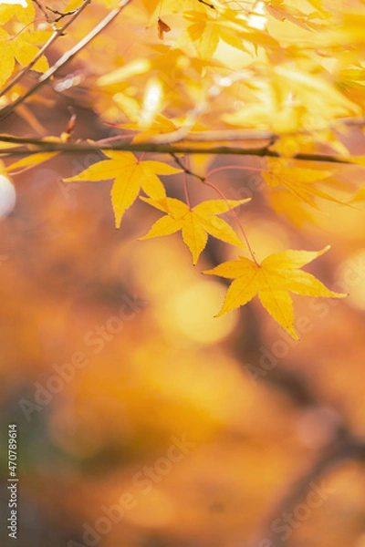 Obraz 黄金色のもみじ（縦）