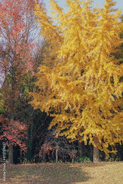 Obraz 大きなイチョウの木