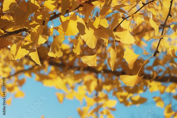 Obraz イチョウの木の下で