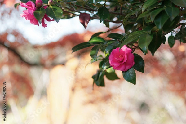 Obraz 小さな山茶花2