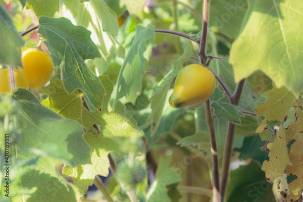 Obraz カナリヤ茄子