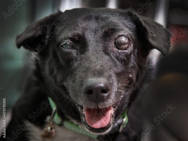 Fototapeta Blind dog . Glaucoma in dogs . It is a condition in which the eyeball is high pressure, together with the condition of not being able to drain the fluid generated from the eyeball.