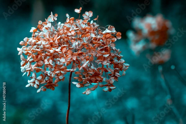 Fototapeta verbühte Hortensie auf blauem Hintergrund