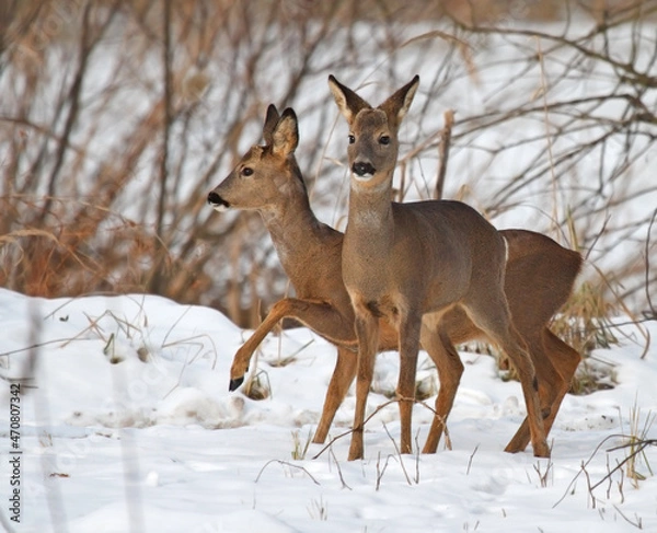 Fototapeta roe deer in winter