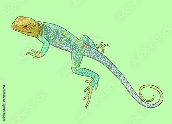Obraz Collared lizard drawing, beautiful, art.illustration, vector