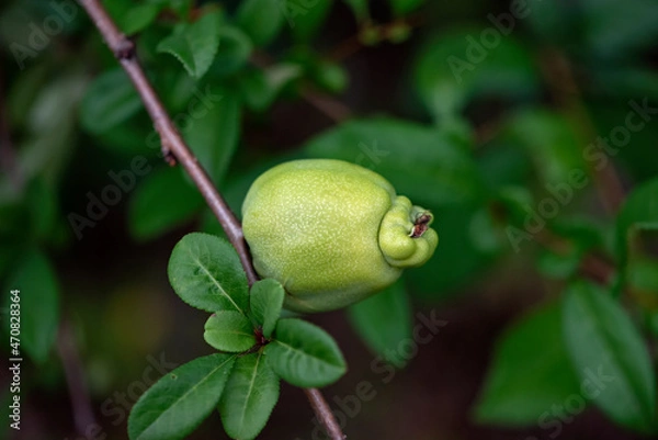 Obraz quince fruit