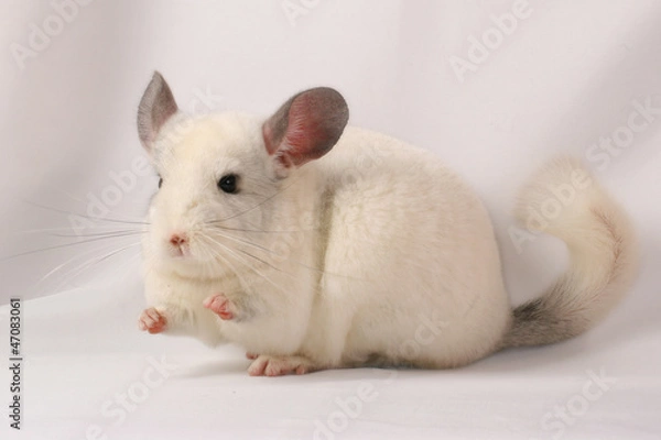 Fototapeta Chinchilla