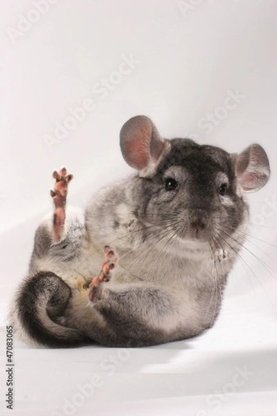 Fototapeta Chinchilla