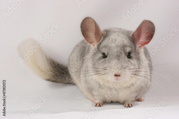Fototapeta Chinchilla