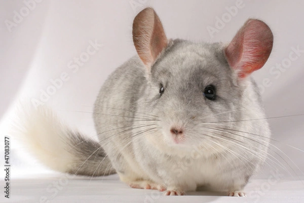 Fototapeta Chinchilla