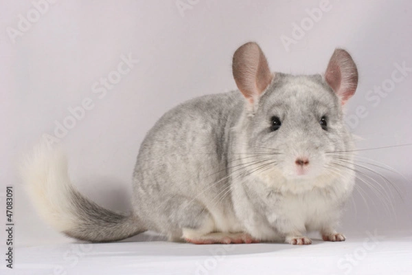 Fototapeta Chinchilla