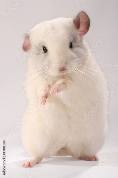 Fototapeta Dancing white chinchilla