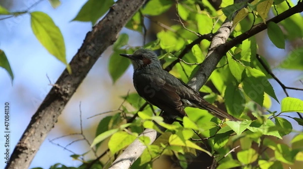 Obraz ツンツンの頭が可愛いヒヨドリ