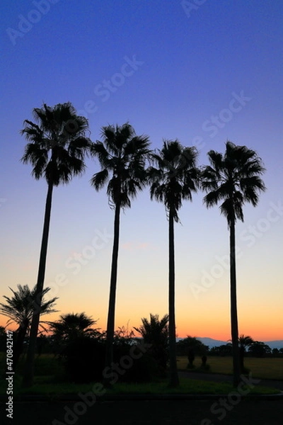 Fototapeta 鹿児島県指宿の早朝のパームツリー
