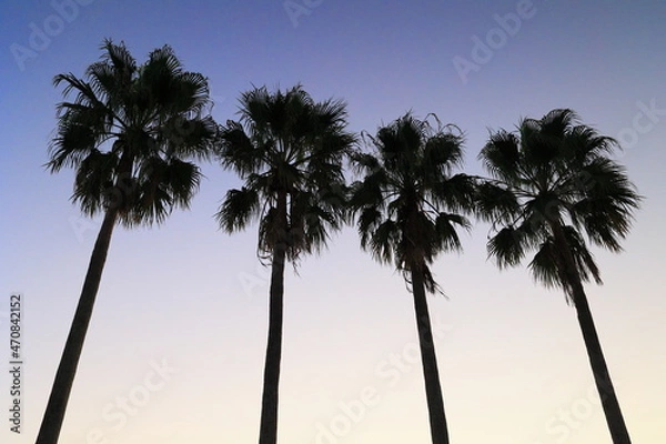Obraz 鹿児島県指宿の早朝のパームツリー